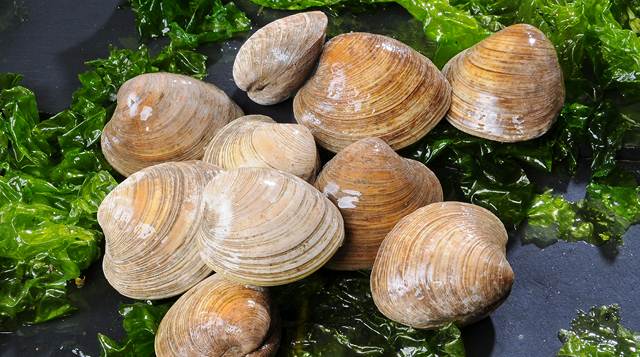 clams des charentes