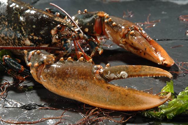 homard bleu de bretagne