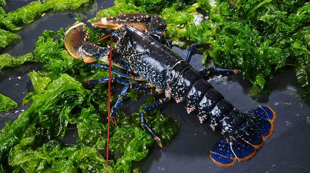 homard bleu de bretagne