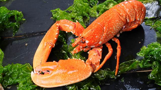 homard bleu de bretagne