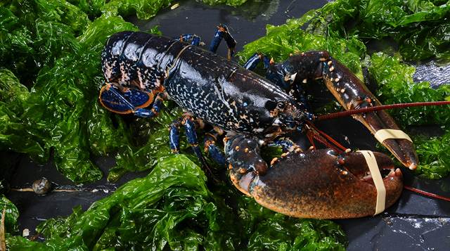 homard bleu de bretagne