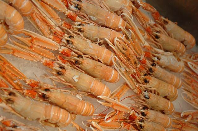 langoustines