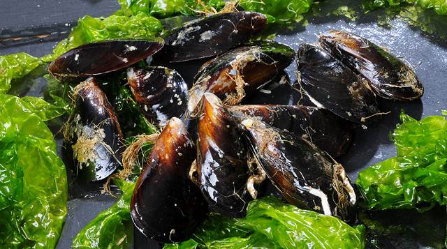 moules fermées