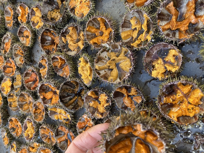 Coquillage du Roy René dégustation de coquillages AixenProvence